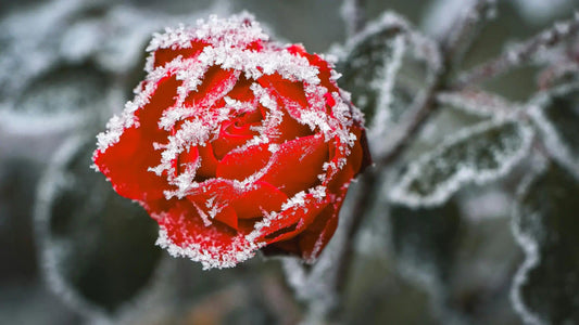 ice red rose
